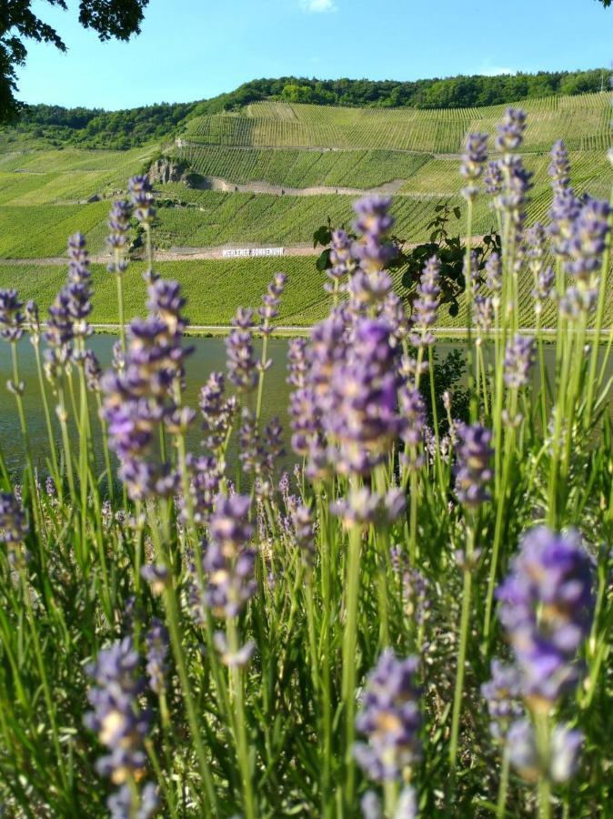 Ferienwohnungen Und Gaestezimmer Peter Busch Bernkastel-Kues Exterior foto
